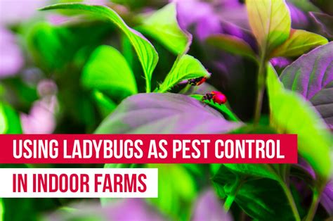 How To Use Ladybugs For Pest Control In Indoor Farming Upstart University