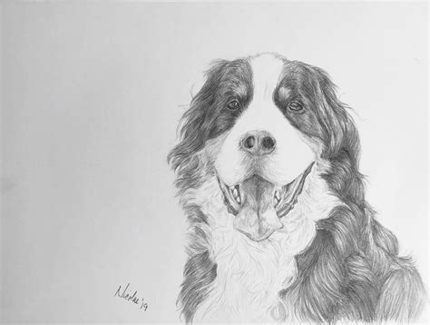 Original Dog Pencil Drawing Nicolae Art Pet Artist Nicole Etsy Pet