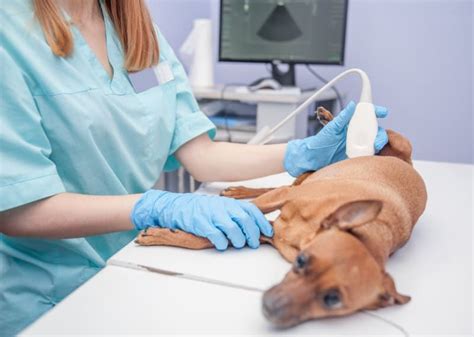Ultrasonography Burragorang Veterinary Clinic