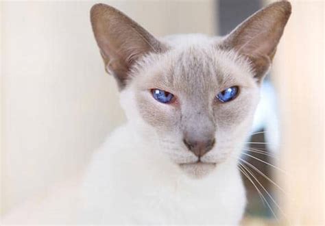 This cat breed originated from burma but is prevalent in the western side of the world due to the efforts of french breeders who brought it there. Do Siamese Cat Shed? | ZooAwesome