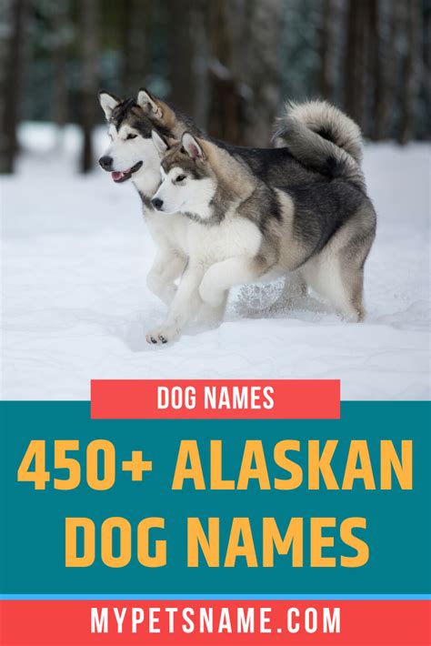 Alaskan Dog Names Dog Names Alaskan Dog Husky Dog Names