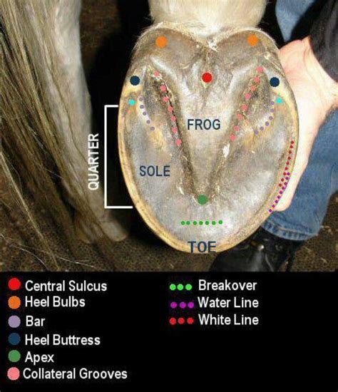 Hoof Anatomy Horse Health Horse Facts Horse Care