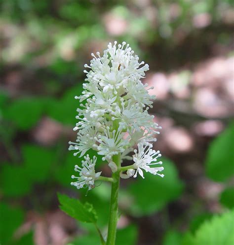 Actaea Pachypoda Dolls Eyes White Baneberry Go Botany