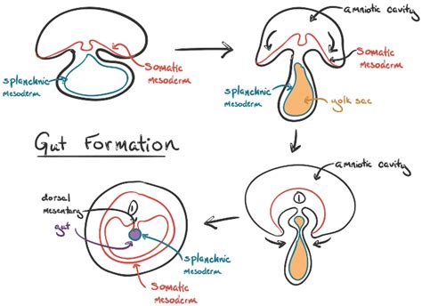 Human Embryogenesis Embryology Article Khan Academy