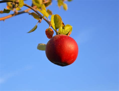 Man unterscheidet bei äpfeln zwei reifezustände: 🍏 Wann sind Äpfel reif? ++ Die richtige Ernte ++ Tipps ...