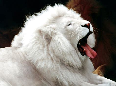 White Lion Tier Wallpaper Animal Wallpaper Wallpaper Gallery Trendy