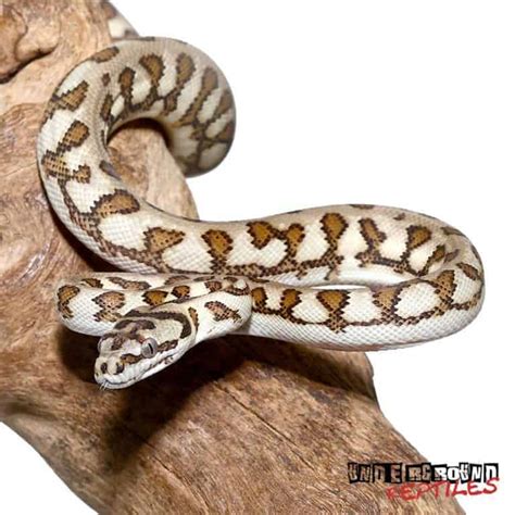 Baby Coastal Carpet Python Underground Reptiles