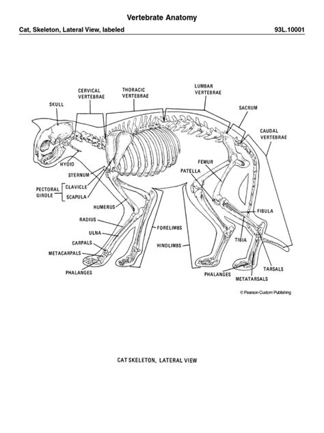 Cat Skeleton Pdf