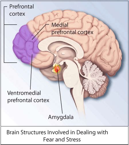 Cortex Préfrontal Ventromédian