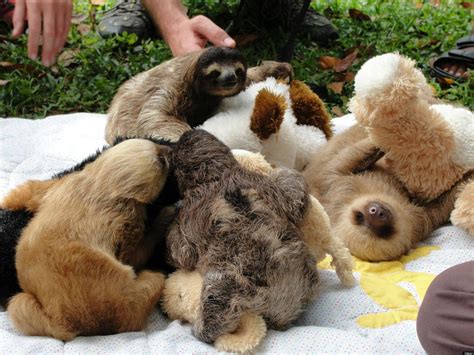 Baby Sloth Pile Filled With Teddy Bears Is Adorable Photo Huffpost