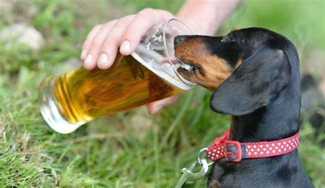 Can Dogs Drink Beer Wine And Other Alcohols Drinking Beer Dog Beer