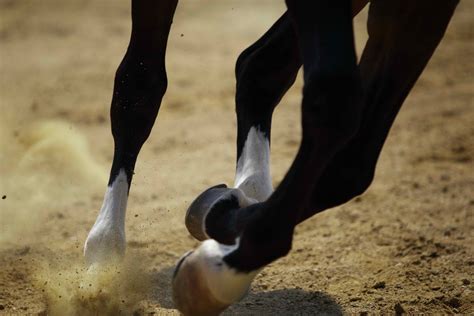 Knock Knees In Horses Symptoms Causes Diagnosis Treatment