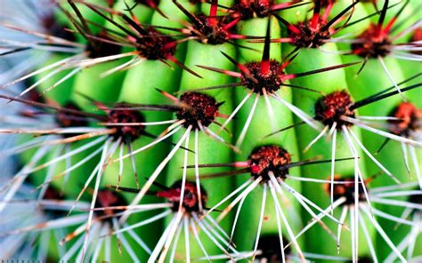 Cactus Hd Wallpaper Background Image 1920x1200