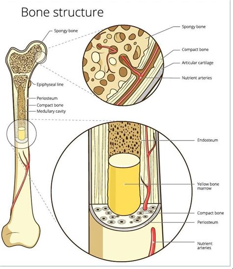 Describe The Cross Section Of A Compact Bone Bone Tissue To Know