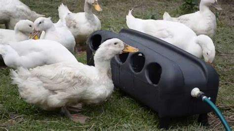 Duck Waterer Backyard Chickens Learn How To Raise Chickens