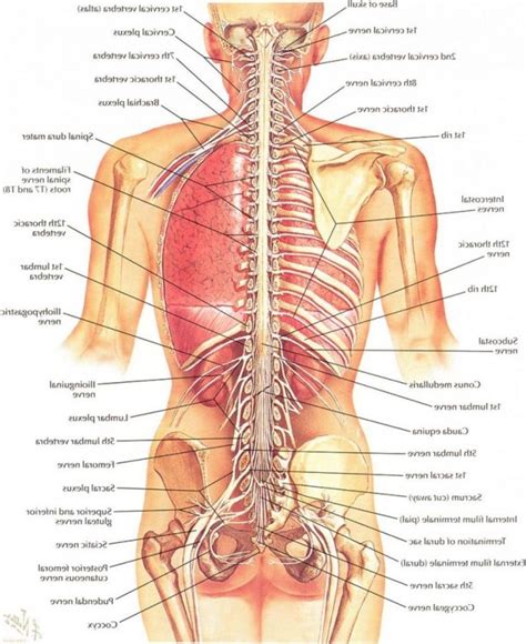 Such a collection is typically bound together in some type of spiral notebook or hard cover book. Anatomy Diagram Organs . Anatomy Diagram Organs Body ...