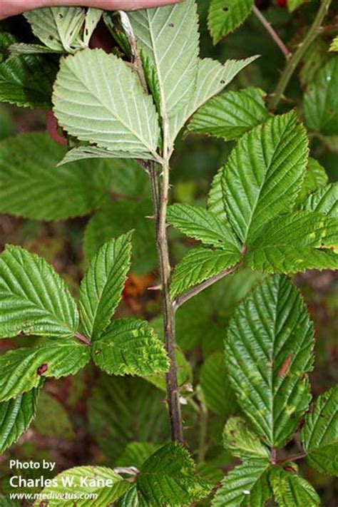 Rubus Argutus Sawtooth Blackberry Edible And Medicinal Uses