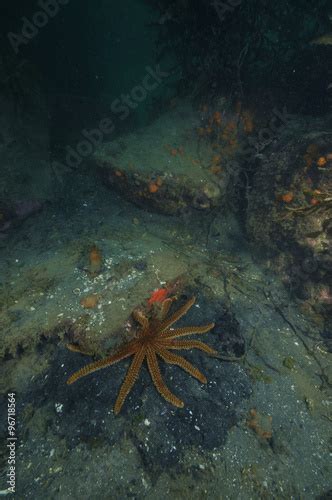 A Large Eleven Armed Prickly Sea Star Coscinasterias Calamaria On A