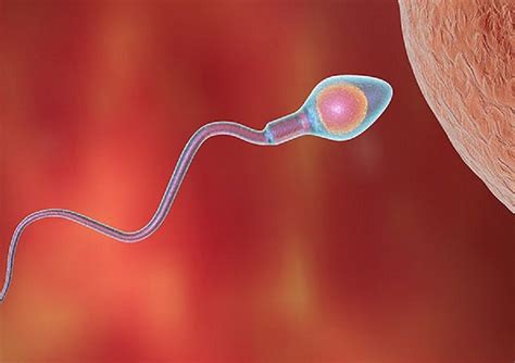 New Male Contraceptive Pill To Block Sperm Production Relief For Many