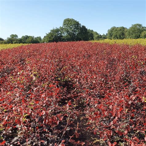 Copper Beech Hedges Fagus Sylvatica Purpurea For Sale Hedgingie