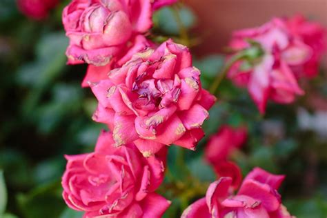 Dealing With Types Of Rose Diseases