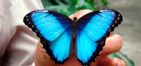 Mariposa Morpho Características Qué Come Dónde Vive