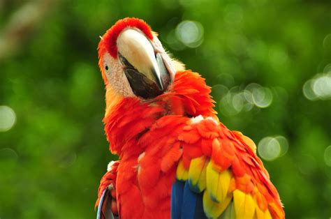Free Images Red Beak Fauna Plumage Lorikeet Tropical Bird Macaw
