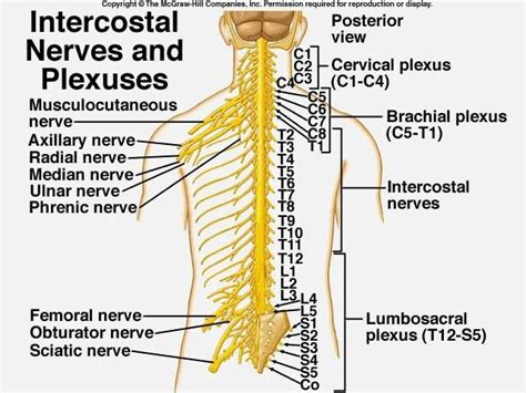 Intercostal Nerves And Plexuses Md Pinterest Nurse Stuff And Medicine