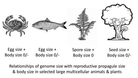 Representative Pictures Of Relatively Large Multicellular Organisms