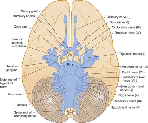 The Brain Stem And Cerebellum Neupsy Key