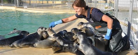 Zwischen 80 und 150 verwaiste seehunde, aber auch kegelrobben, werden jährlich aufgezogen und in die nordsee zurück gebracht. Seehundstation Nationalpark-Haus | Norddeich, Norden ...