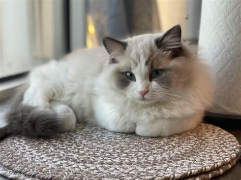 Say Hello To Our New Baby Houdini 4 Months Old Rragdolls