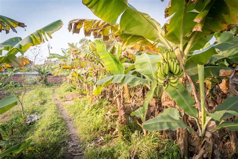 Agricultural Plantation At Countryside Of Vietnam With Banana Trees And
