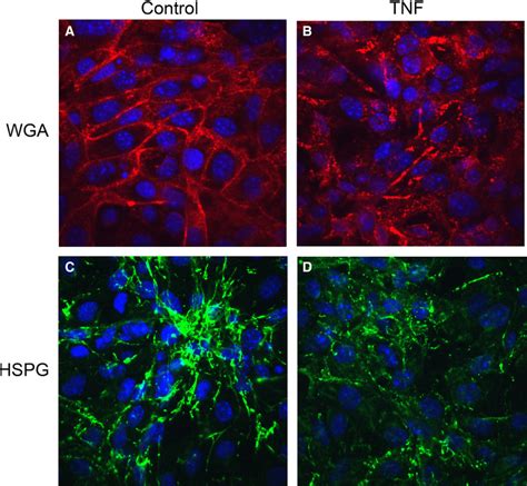 Tnf Disrupts The Renal Endothelial Glycocalyx A B Confocal Laser