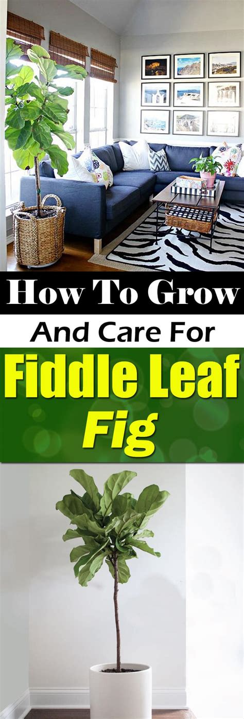 Fiddle Leaf Fig Care How To Grow Fiddle Leaf Fig Tree