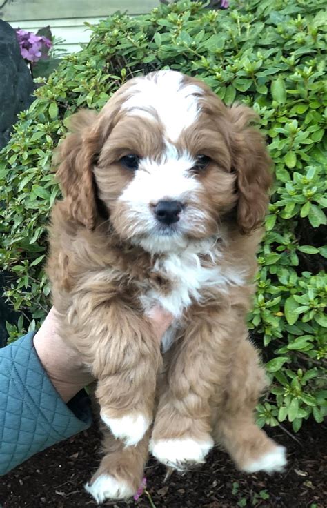 Don't underestimate the importance of choosing the right breed of dog for your family. Temperament Testing - Northwest Doodle Dogs