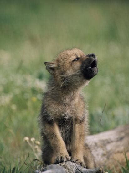 Cute Baby Wolf 3🖤🐺 Raww