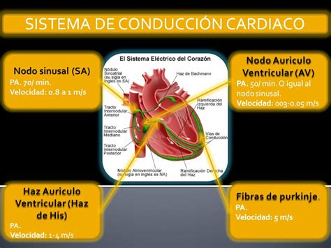 Portafolio De Evidencias FisiologÍa Basica Jonathan I Jimenez Uas Sistema De ConducciÓn Cardiaco