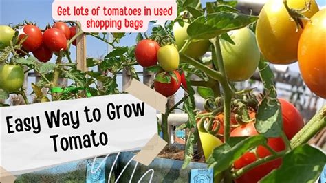 Growing Tomatoes In Grow Bags Easy Just Using Used Shopping Bag