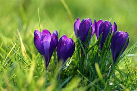 картинки природа трава поле луг пурпурный весна ботаника Флора Дикий цветок