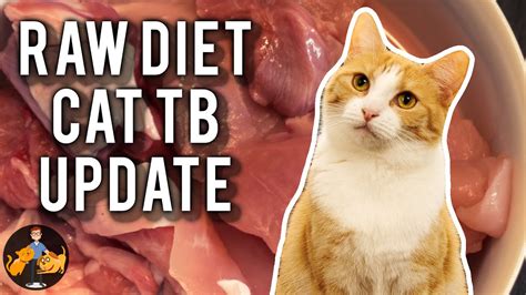 Pancreatitis can occur suddenly or build up over time. Cat Tuberculosis + Raw Diet Risk Update (should you be ...