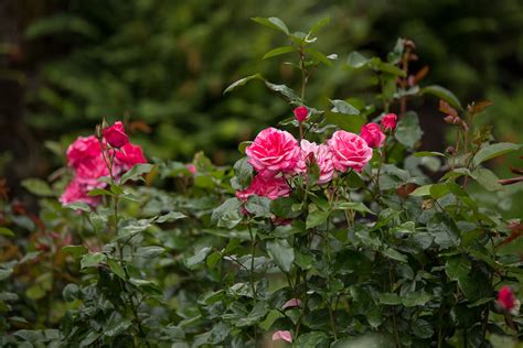 Rose, Easy Elegance® Grandma's Blessing - TheTreeFarm.com