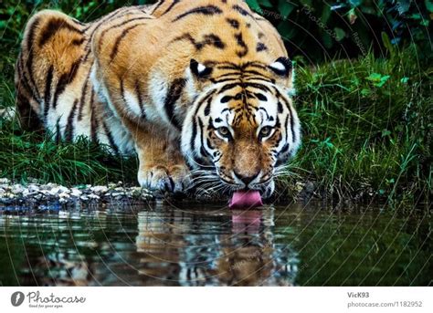 Tiger Animal Water A Royalty Free Stock Photo From Photocase