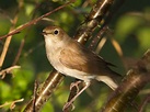 The nightingale: song, migration & habitat - Saga