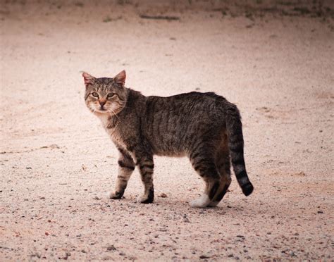 Submission On The Inquiry Into The Problem Of Feral And Domestic Cats