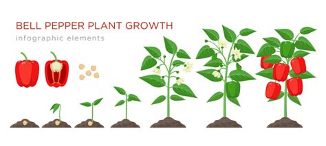 The Colorful Journey Of Bell Pepper Growing Stages