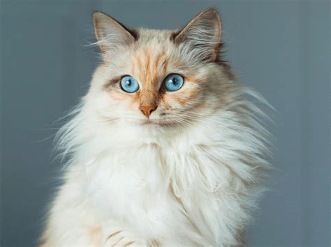 Neva Masquerade The Colorpoint Siberian Breed Information