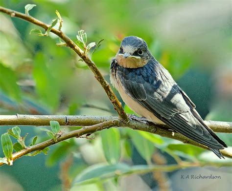 Barn Swallow Juvenile Hirundo Rustica 04 Kelowna Bc So Flickr