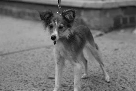 Friendly Lassie Mini Flickr Photo Sharing
