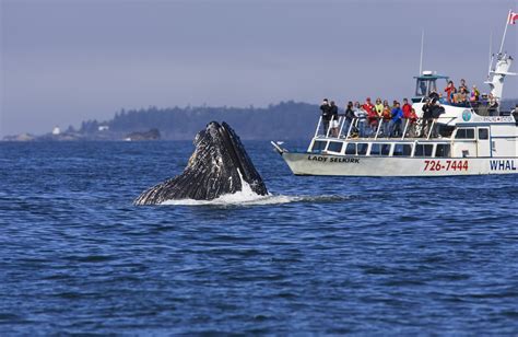 Whale Watching In Kanada